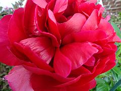 peony14 (5)